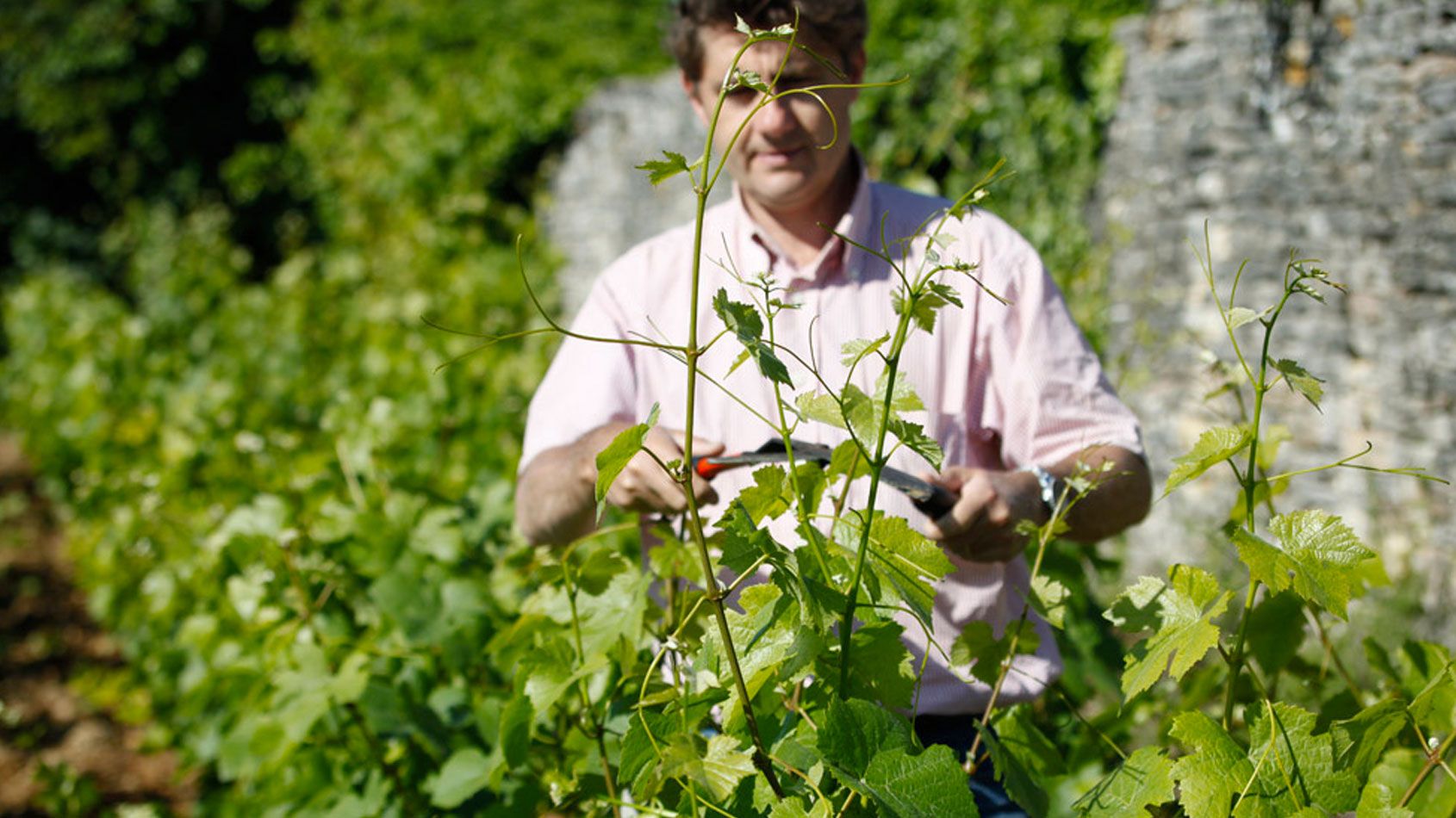 domaine cyrot buthiau