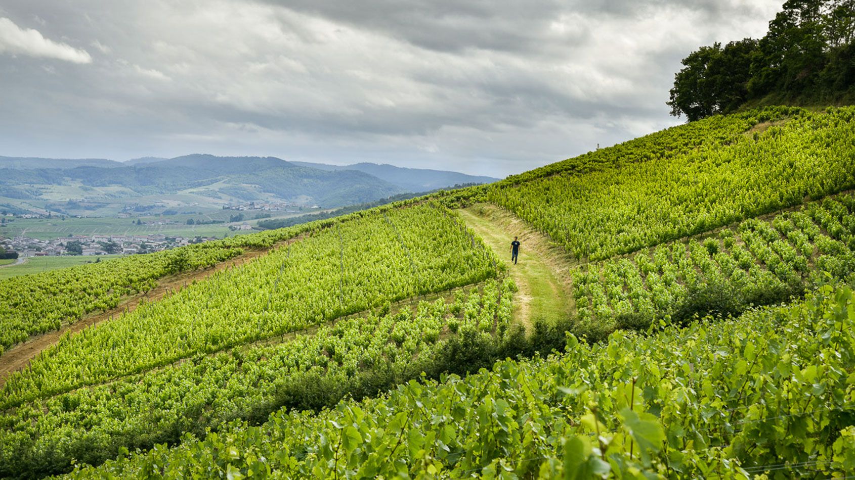 Domaine Baron de l'Écluse