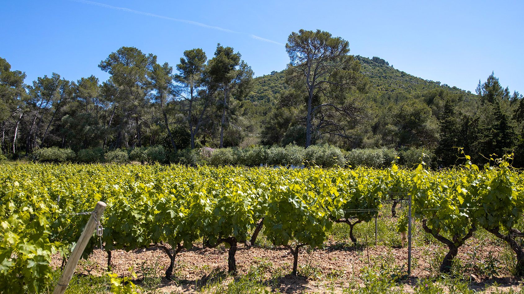 Domaine de la Navicelle