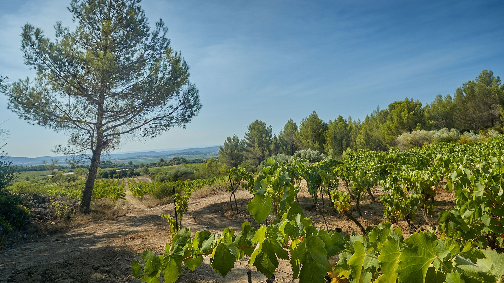 Chateau la Croix Martelle