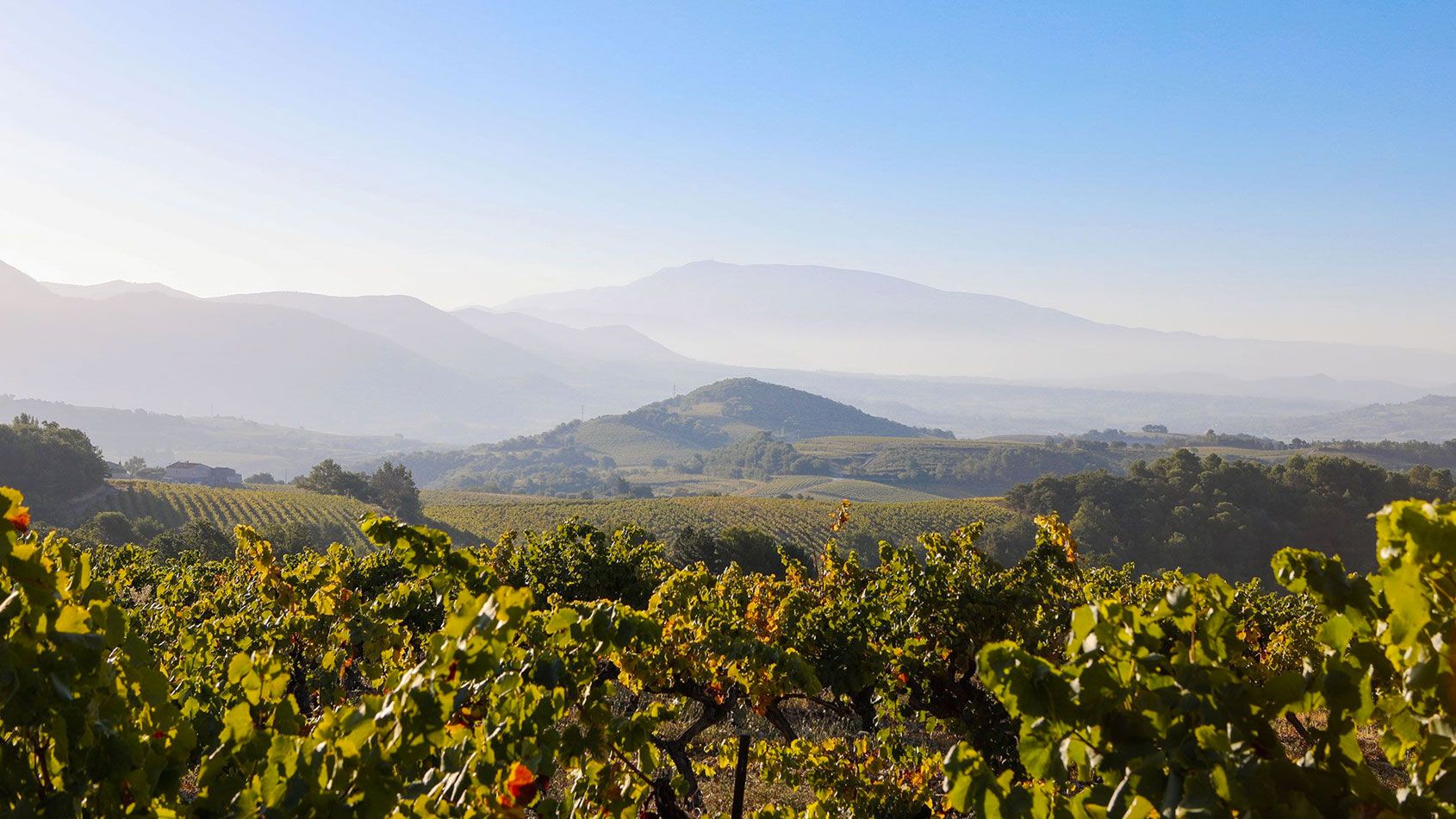 Domaine Pascal & Richard Jaume